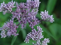 Spotted Joe-Pye Weed